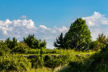Obraz premium green surroundings of Krakow, Poland