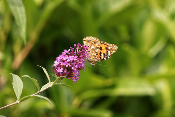 butterfly on a purple flower, painted lady, Vanessa cardui