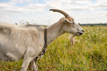  goat 3