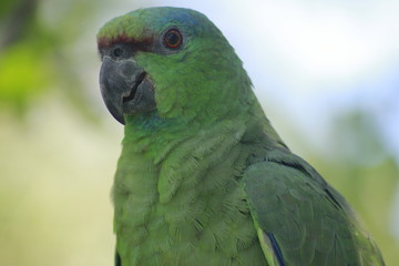 Papagaio Amazonico 