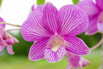 Phalaenopsis Orchids Purple orchid flower