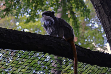Emperor tamarin sitting on a fence