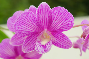 Naklejka na ściany i meble Phalaenopsis Orchids Purple orchid flower