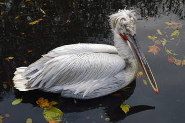 portrait of a Dalmatian pelican