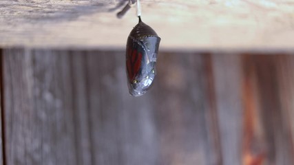 Timelapse of a monarch butterfly chrysalis cracking before emergence