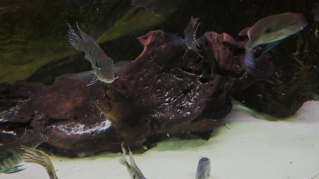 Geophagus tapajos  fishes in an aquarium