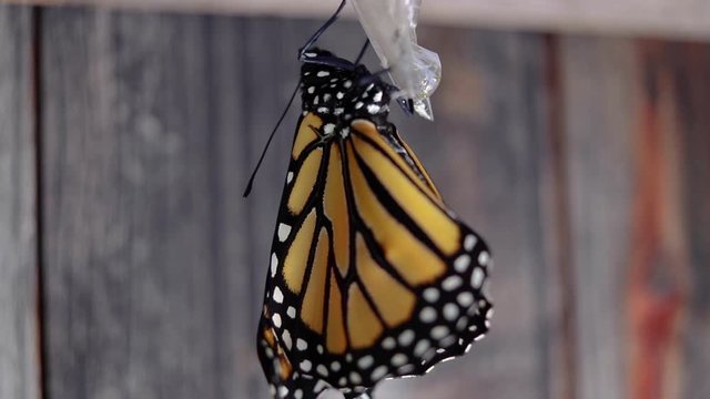 Close-up of newly emerged monarch butterfly as it expands its wings
