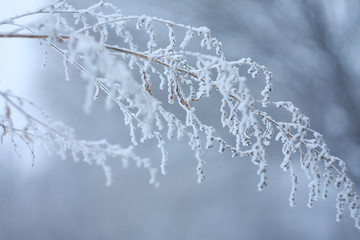 Frozen plant covered by snow and ice in winter