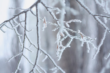 Frozen plant covered by snow and ice in winter