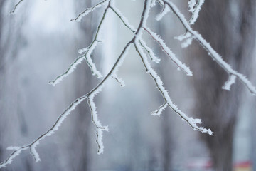 Frozen plant covered by snow and ice in winter