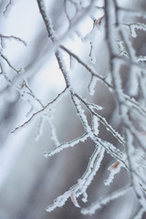 Frozen plant covered by snow and ice in winter