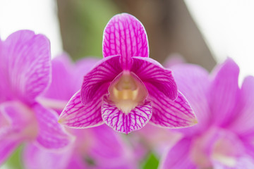 Phalaenopsis Orchids Purple orchid flower.