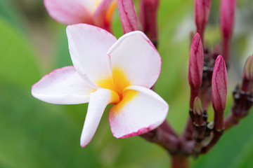 Fototapeta na wymiar Pink frangipani flower, plumeria flower on tree