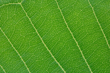 Close up green leaf texture background