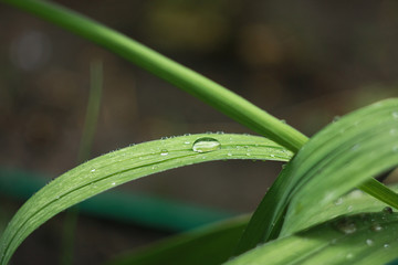 Wet green leaves with a drop of water after the rain
