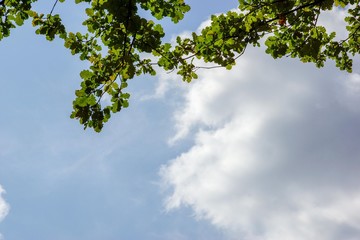 the branches of the oak and cloud on a background of pale blue sky  