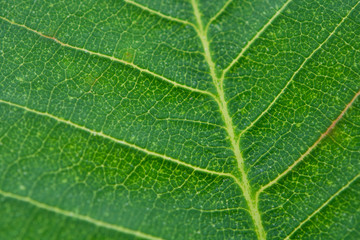 Close up green leaf texture background