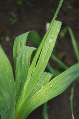 Wet green leaves with a drop of water after the rain