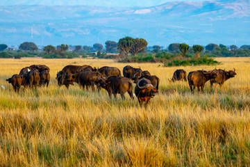 Fototapeta na wymiar Herd of buffalo in the morning