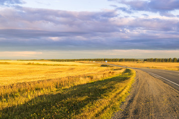 Empty autumn road in golden wheat field