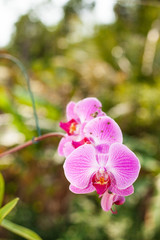 Beautiful pink orchid against blurred background