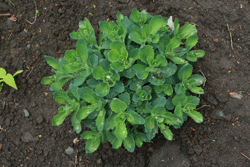 Sedum prominent (Sedum hylotelephium spectabile, Herbstfreude, Stonecrop Autumn Joy). Ornamental autumn garden plant
