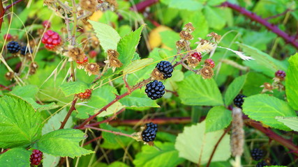 Rubus occidentalis shrub with ripe fruits and green leaves close up. Also known as Black raspberry.