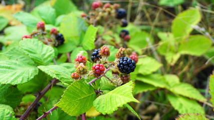Rubus occidentalis shrub with ripe fruits and green leaves close up. Also known as Black raspberry.