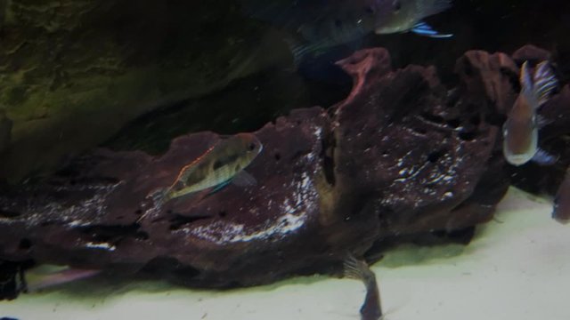 Geophagus tapajos  fishes in a public aquarium