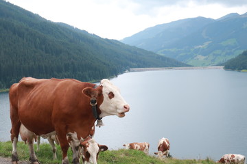 Fototapeta na wymiar cow in Alps