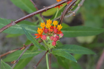 Orange and red little flowers