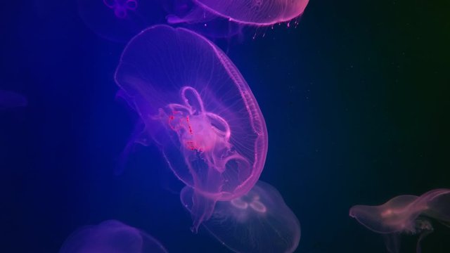 Purple Moon jellyfish. Aurelia aurita in a public aquarium