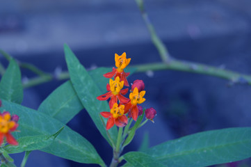 Hybrid orange and red flower