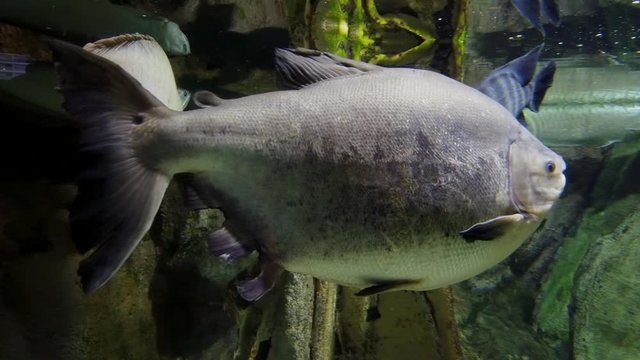 Big Piranha pacu. Cachama. Colossoma macropomum in a public aquarium