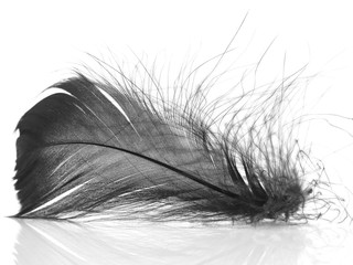 Black feather on the white background