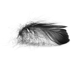 Black feather on the white background