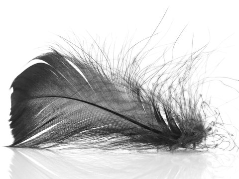 Black Feather On The White Background