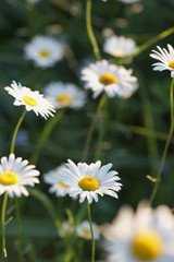 Daisies grow in the field