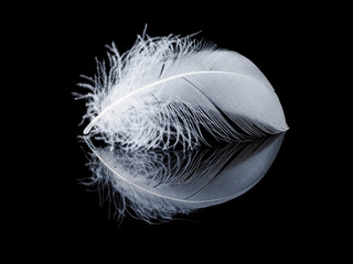 White feather on the black background