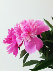 Beautiful pink peony flowers