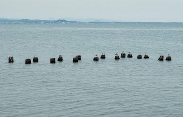 Seagulls standing at some old concrete posts