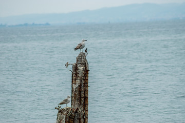 Seagulls standing at some old concrete posts