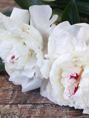 Beautiful pink peony flowers