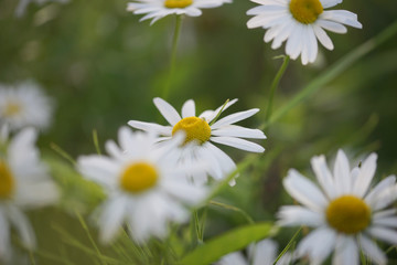Daisies grow in the field