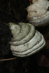 Mushroom on the bark of oak