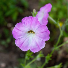 Pink-lilac flower lavatera on a summer background.