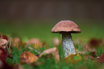 Rough-stemmed bolete (Leccinum scabrum)