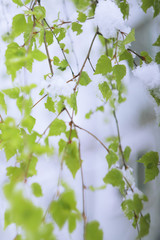 Ash Leaved Maple leaves (Acer negundo, Box Elder, American maple, or Maple of the Ashberry) leaf in spring with snow