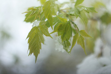 Ash Leaved Maple leaves (Acer negundo, Box Elder, American maple, or Maple of the Ashberry) leaf in spring with snow
