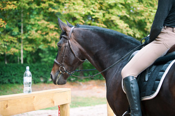 Portrait of chestnut horse looking at bottle with drink water
